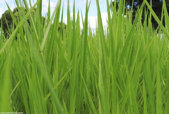 Crescimento de plantas daninhas afeta a qualidade das pastagens durante a temporada de chuvas