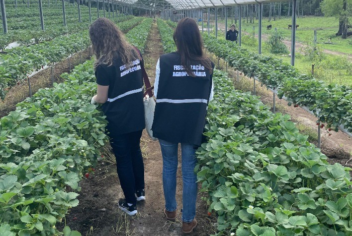 Início de Coleta de Amostras de Frutas e Hortaliças no Rio Grande do Sul para Análise de Resíduos de Agrotóxicos