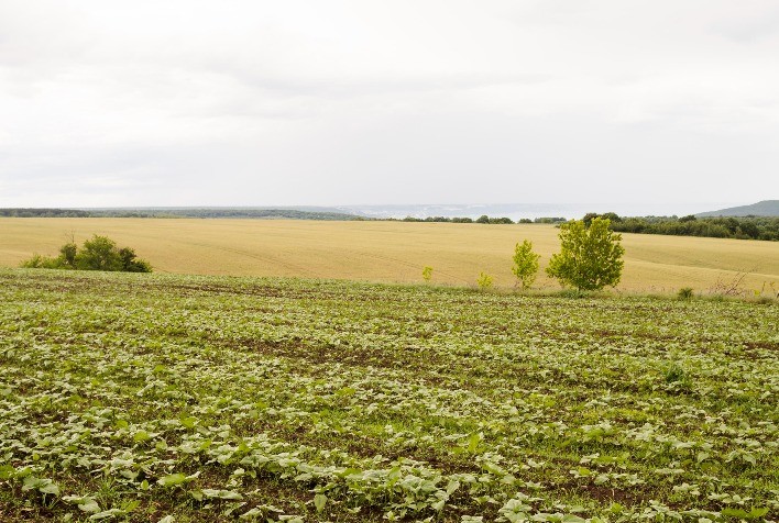 Mudanças Climáticas no Agronegócio: Desafios e Soluções Inovadoras para a Sustentabilidade