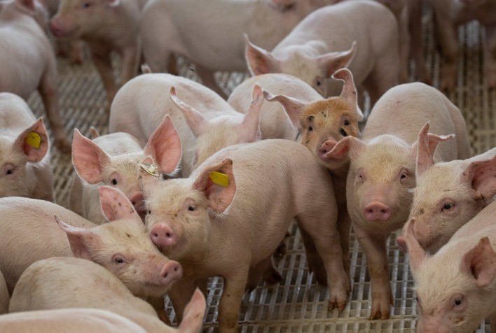 Recorde na Suinocultura Goiana: Preço do Suíno Vivo Ultrapassa R$10