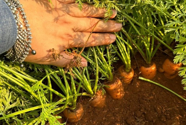 Fertilizante mineral com liberação dupla de boro impulsiona a produtividade e a rentabilidade de hortifrúti