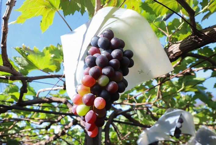 Inscrições Abertas para a Rota Uva e Vinho Paraná