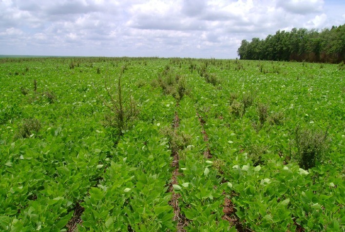 Manejo de plantas daninhas exige monitoramento contínuo durante todo o ciclo produtivo