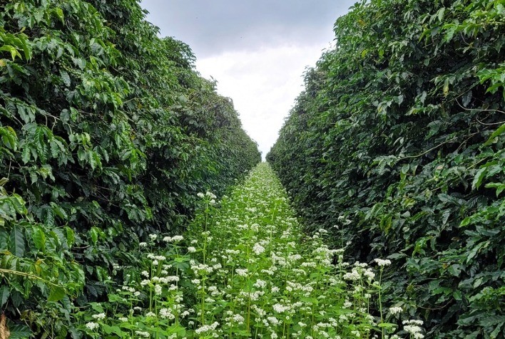 Estudo sobre Práticas Regenerativas no Café Indica Aumento de Rentabilidade e Sustentabilidade para Produtores