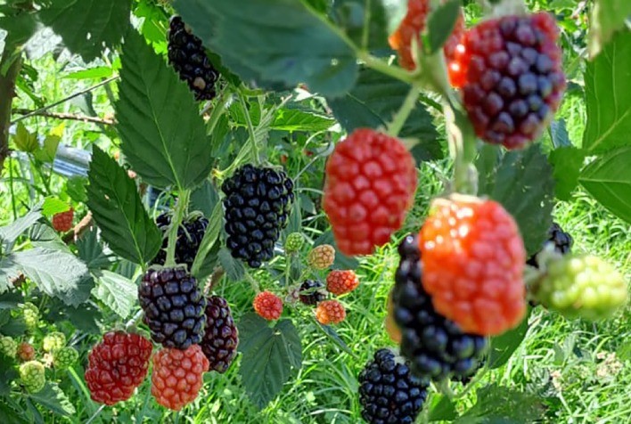 Nova cultivar de amora-preta promete lucro elevado e sabor aprimorado