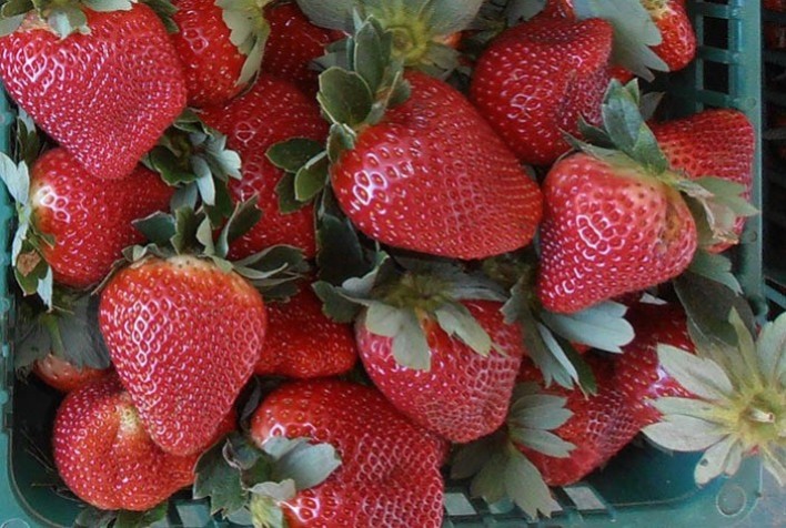 Morango Gaúcho: Alta Qualidade Apesar de Desafios Climáticos