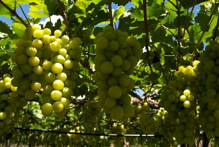 Crescimento da Fruticultura Irrigada no Nordeste Impulsiona Exportações e Qualidade de Produção