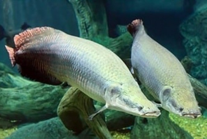 Desafios e Avanços na Produção de Piarucu: Um Estudo sobre a Aquicultura da Espécie