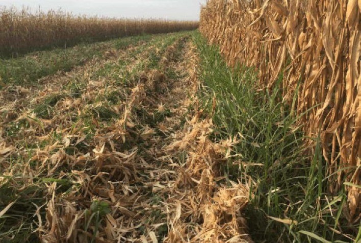 Cocamar inicia comercialização de seguros para culturas de inverno 2025/25