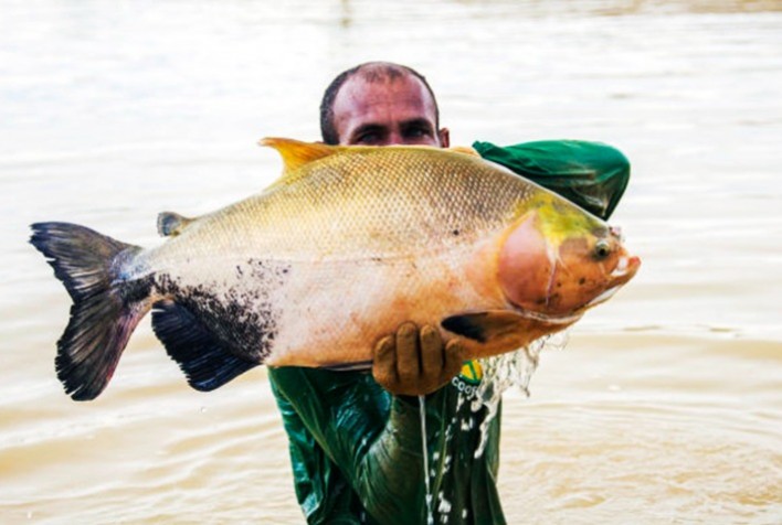 Ressurgimento Sustentável de Peixes Nativos do Brasil: Tambaqui, Pintado e Pirarucu