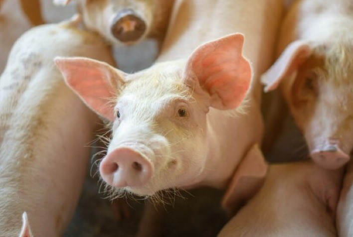 Suplementação Nutricional Previne Anemia Ferropriva em Suínos
