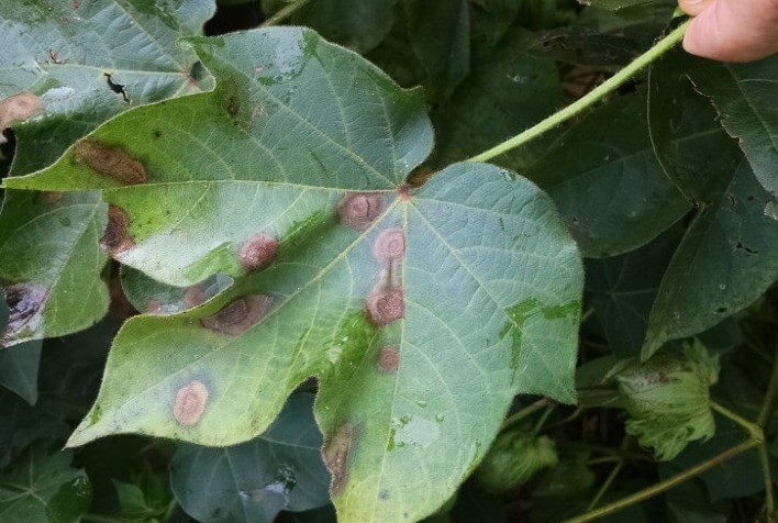 Estratégias de manejo contra a mancha-alvo no algodão incluem o plantio de soja