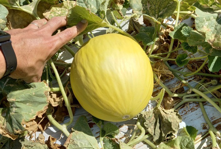 Fruticultura do Nordeste Brasileiro Cresce com Irrigação por Gotejamento e Aumento nas Exportações