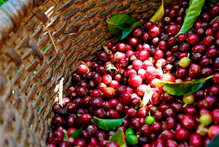 Produção de Café da Colômbia Registra Alta de 37% em Novembro