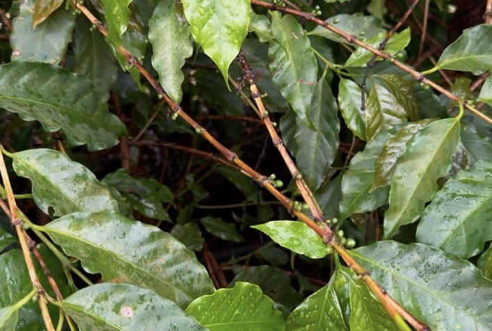 Seca Afeta Lavouras de Café e Preços Disparam no Mercado Internacional