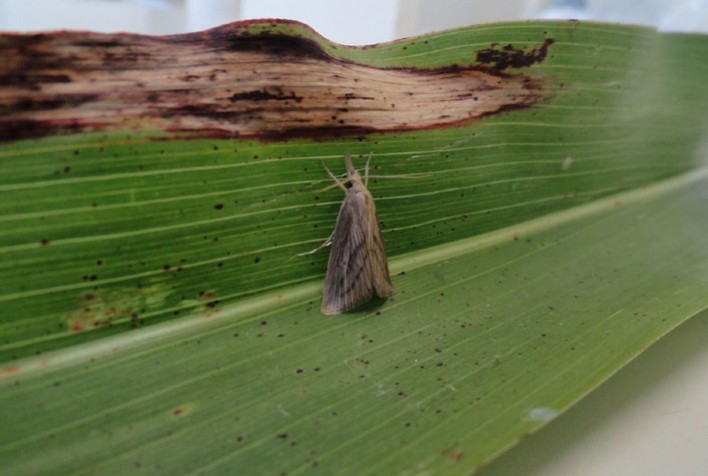 Impacto Econômico da Broca na Produção de Açúcar e Etanol: Estudo Revela Perdas Significativas