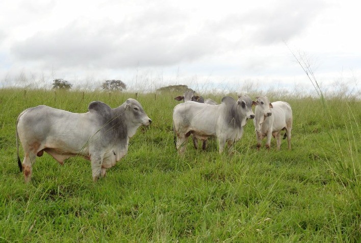 Terminação Intensiva a Pasto: Estratégia Potencializa Produtividade no Período das Chuvas
