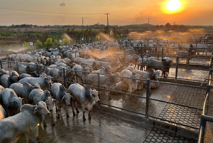 Circuito Nelore de Qualidade: Etapa em Imperatriz Avalia 505 Animais e Premia Destaques da Pecuária Maranhense