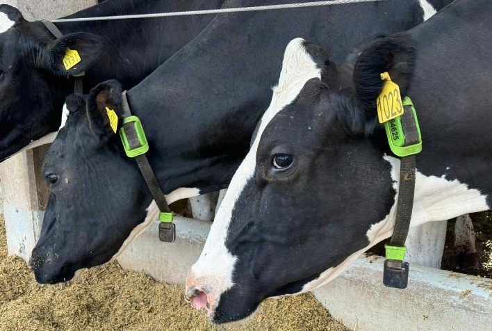 Primeira Vaca Tokenizada do Brasil Revoluciona Crédito Rural