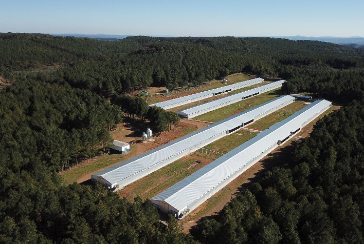 Aviagen América Latina Expande Operações no Brasil com Aquisição de Granja em Santa Catarina