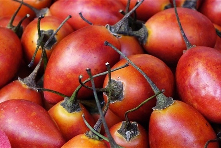 Tamarilho: A Planta que Promete Avanços na Produção de Enzimas com Potencial Industrial e Farmacêutico