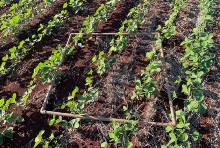 Cocamar Destaca Uso de Herbicidas Pré-emergentes no Manejo de Plantas Daninhas