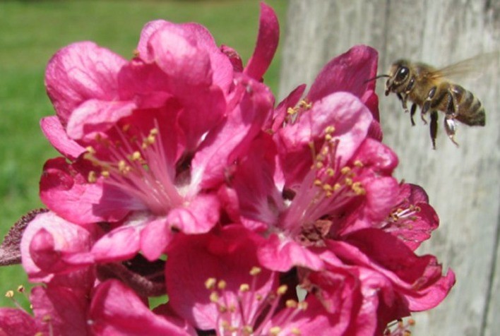 Simpósio sobre Abelhas em Risco será Realizado pela Embrapa Uva e Vinho no dia 10 de dezembro
