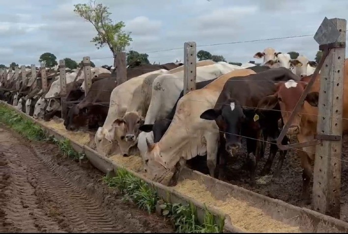 Pecuária Brasileira Pode Contribuir para a Redução das Emissões de Gases de Efeito Estufa