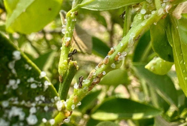 Sipcam Nichino Brasil Integra Inseticida-Acaricida ao “Avalia Psilídeo” no Combate ao Greening