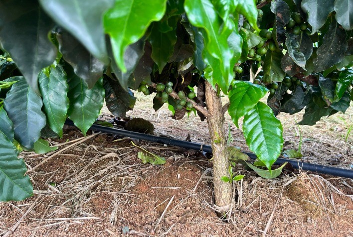 Irrigação por Gotejamento: Solução para Enfrentar a Seca e Garantir a Produção de Café