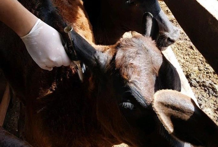 Prazo para vacinação contra a raiva de herbívoros em Goiás termina em 15 de dezembro