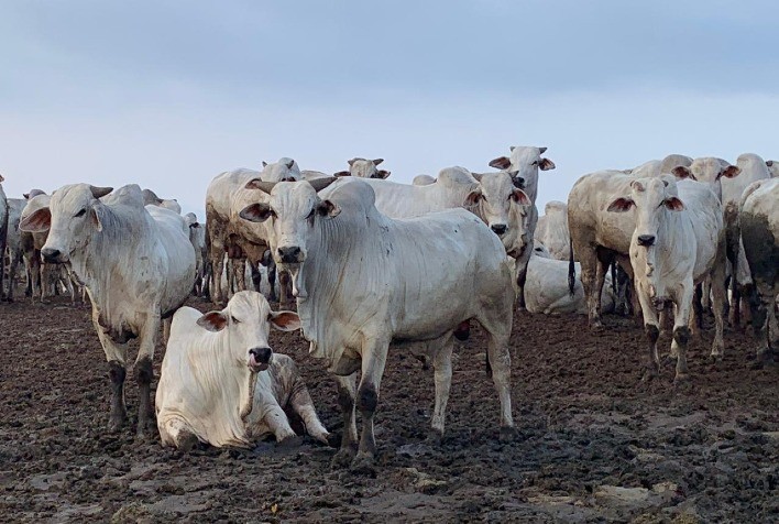 Produtores Rurais de Goiás Podem Obter Desconto de Até 100% em Multas Ambientais com Novo Programa de Regularização