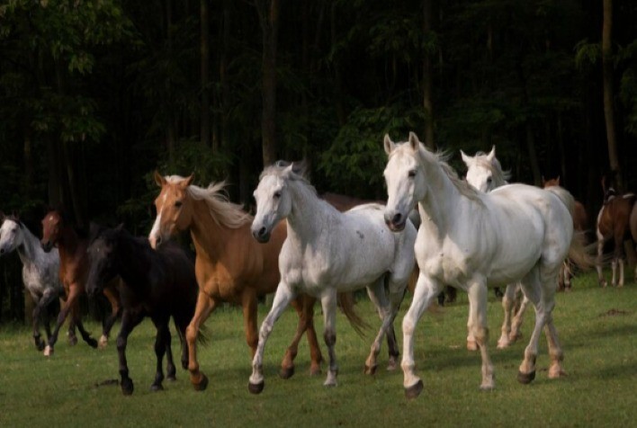 Os Benefícios da Suplementação Nutricional para Equinos