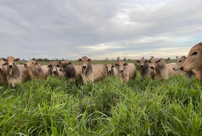 Preço da Arroba do Boi Enfrenta Queda no Brasil com Aumento da Oferta de Animais Confinados