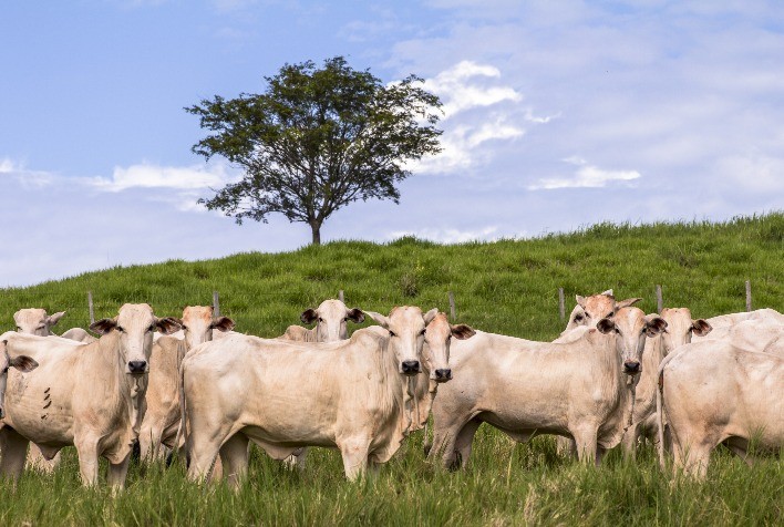De Heus apresenta Kaliber® Beef: Nutrição estratégica para novilhas precoces