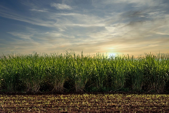 Produção de cana-de-açúcar em São Paulo enfrenta queda devido a desafios climáticos