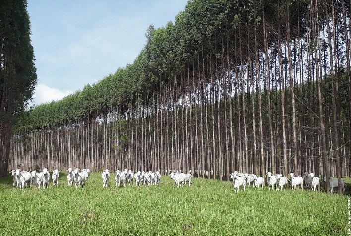 Integração Lavoura-Pecuária-Floresta: Sustentabilidade e Eficiência Transformam a Agropecuária Brasileira