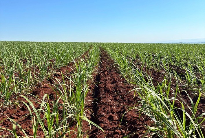 Produtores de Cana-de-Açúcar Adotam Fertilizantes Organominerais para Recuperar Solo Após Queimadas