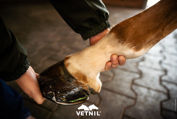 Cuidado com os Cascos: O Papel Essencial da Suplementação e dos Cuidados Diários