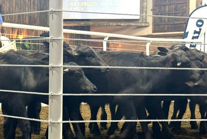 Alta Procura por Búfalos Impulsiona Novo Remate de Bubalinos