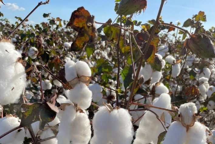 Fezan® Gold da Sipcam Nichino Se Destaca em Estudo de Eficiência de Fungicidas na Soja