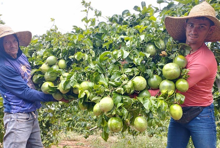 Pesquisa desenvolve porta-enxertos de maracujá resistentes à fusariose