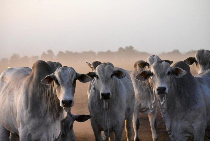 Bem-estar Animal, Produtividade e Lucratividade: A Importância da Seleção de Animais Mochos na Pecuária de Corte