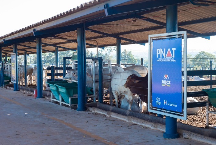 ABCZ Divulga Lista de Touros Pré-selecionados para o PNAT 2025