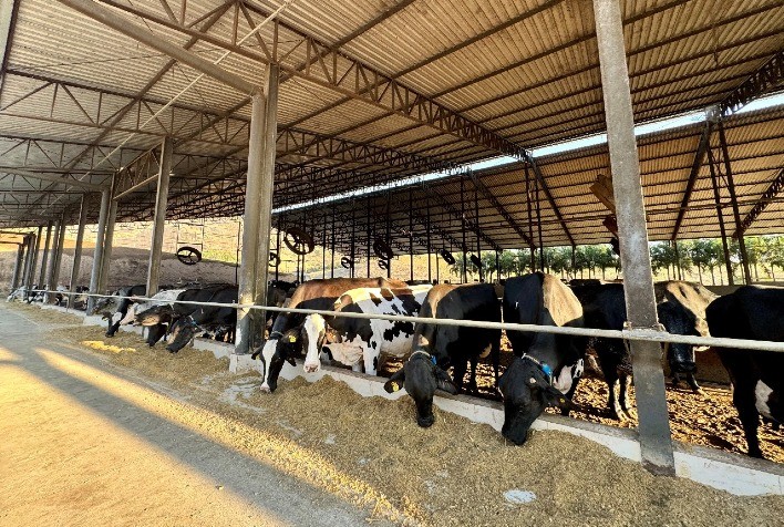 Novo aditivo redutor de metano melhora a produção e a qualidade do leite no Brasil