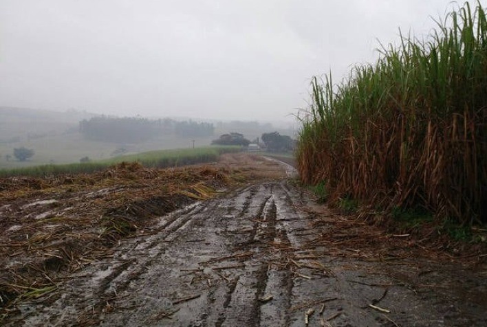 Previsões Climáticas no Brasil Impactam Mercado de Açúcar com Quedas nos Contratos Futuros