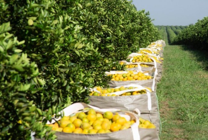 Segunda Reestimativa da Safra de Laranja 2024/25: Produção de 223,14 Milhões de Caixas em SP e MG