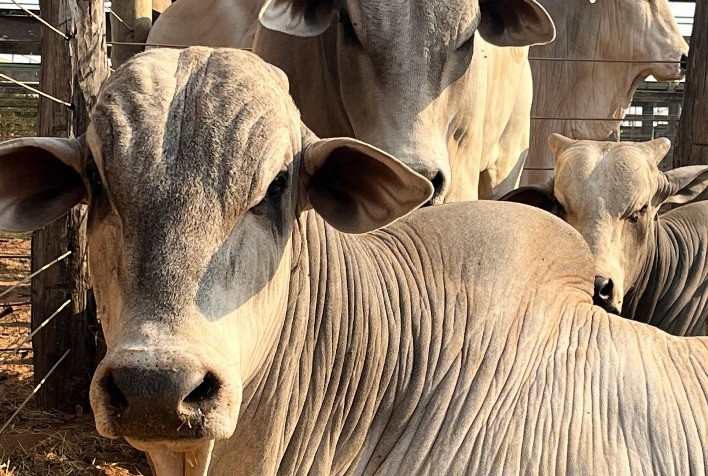 Última Edição de 2024 do Programa Pró-Genética ABCZ Acontece Neste Sábado (14)