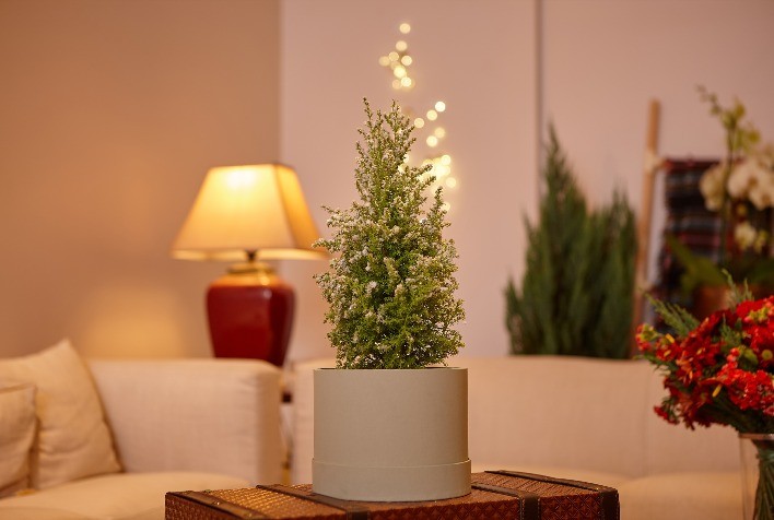 Floricultura Brasileira Deve Registrar Crescimento de 7% em 2024 e Destacar a Participação da Mão de Obra Feminina