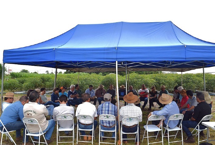 Integração entre Pesquisa e Extensão Rural Impulsiona Desenvolvimento da Mandiocultura no Distrito Federal